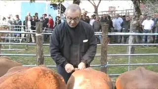 CONCOURS VEAU DE LAIT 2015