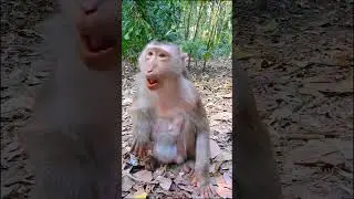 I give some rice to monkey Julie, and monkey Jenifer eats.
