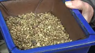 Nuevo trasplante, MANZANO