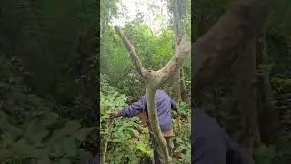 Chimpanzee trek Uganda