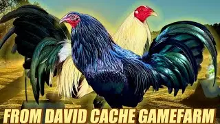 Black Hatch Torpedo And Grey Brownred Mclean - FROM DAVID CACHE GAMEFARM