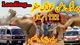 EXCLUSIVE ANGRY Camel Loading Video - Loading of Camel - Runaway Camel at Camel Market 18 June 2025
