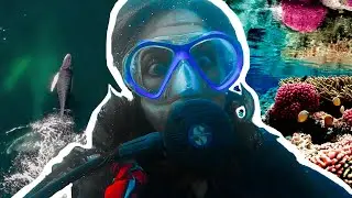This did not go as planned | Looking for humpback whales and mantas