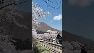#桜 #櫻花 #樱花 #travel #train #japan #spring #flowers #福島 #会津