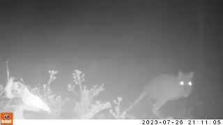 Trail camera footage of the critically endangered Woylie (Brush-tailed Bettong/Bettongia pencillata)