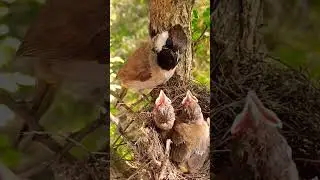 bulbul in nest#shorts