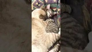 Tip & Gazey #cat #love #lovestatus #kitties #gatos #lovesong #lovestory #cuddle #cuddletime #youtube