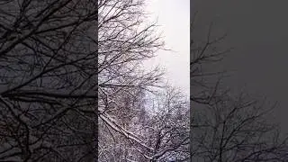winter #nature #snow #winter #walk #winter #nature #snow #moscow #russia #forest