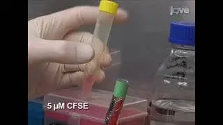 Carboxyfluorescein Diacetate Succinimidyl Ester (CFSE) for tracking lymphocyte proliferation