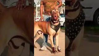 Bully Pakistan bully Indian-mastiff #bullylove#bullykuttaexport #pakistanbully#indianmastiff #hsdogs