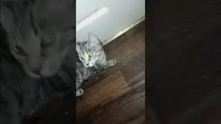 Rick,  gf came to see him again.  Rick & pickle chronicles