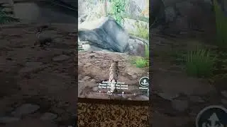 wolf tails