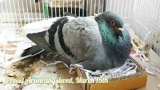 Father Rock Dove protects their eggs