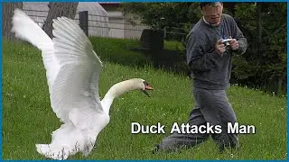 Duck Attacks Man | Duck Attacks Kid | Duck Vs Man