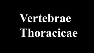 Vertebrae toracicae