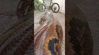 #snake #viralsnake #viralvideo #longsnake #shorts #shortvideo