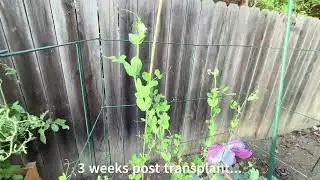 Watch My Snap Peas Grow this Fall and Winter!