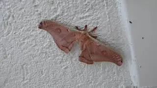 The emperor gum moth - a large Australian moth with a wingspan of 14 cm