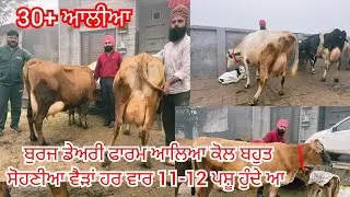 18 January 2026 ਫੋਨ 84379-33549 👈 11-12 ਗਾਂਵਾ ਵਿਕਾਊ ਡਾਕਟਰ ਸਾਹਬ ਕੋਲ ਬਹੁਤ ਘੈਂਟ ਘੈਂਟ ਗਾਵਾਂ ਵਿਕਾਊ 
