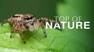 These Animals Senses Are Absolutely Terrifying