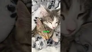 Rock That Body 🐈
