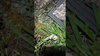 Slugs mating on a warm night in Lake Ōkāreka