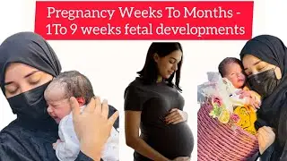 Pregnancy Weeks To Months - 1To 9 weeks fetal developments #pregnancy 