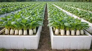 Old Foam Boxes? Don’t Throw Them Away! Grow Big White Radishes (Even in Winter)