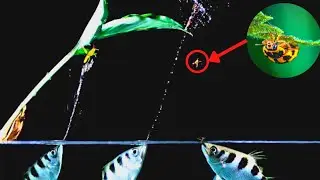 How the archerfish evolved to shoot insects?