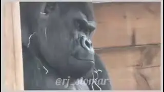 Nice video gorilla 🦍🦍🦍#funnyvideo #comedy #lifeisbutadream