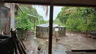 O vídeo de hoje é mostrando Imagens do nosso sertão nordestino #MUITAS GALINHAS CAIPIRA no Interior