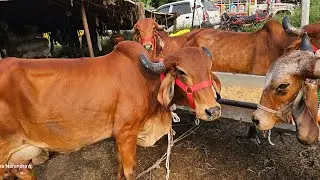 Gir Cow | गीर गाय कहां से खरीदें Jk gir cow dairy farming | gir cow best price 51k in India Narendra