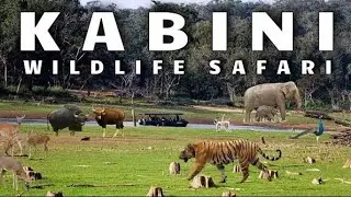 KABINI RIVER SAFARI @KABINI #Safari #wildlife #elephant #step into nature#trending #animals