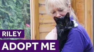 Adopt Riley | Cats | The Mayhew