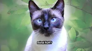 CAT VOICE OVER COMPILATION:  Cute Cats on Food, Age, & Song | Episode 10