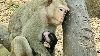 Full of heartwarming, monkey Astra so good mom taking care of new baby best