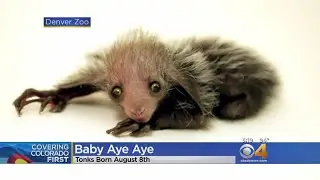 Denver Zoo Welcomes Baby Aye Aye