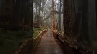 Magical walk lights at Capilano suspension bridge park #trending #best_of_life #viral #adventure