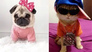 Funny animals video|| funny video||Cute Pets And Funny Animals Compilation #65 cutestanimalstore