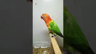 Green Oppline split blue lovebird #shorts #shortvideo #birds