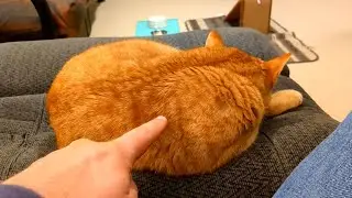 The 