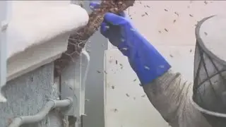 How not to get stung by bees: Tips from an expert