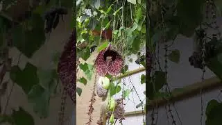 Dutchman's pipe (Calico flower) in Chikkamangaluru