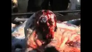 Animals skinned alive in China