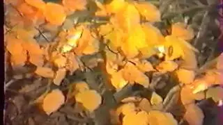 bfoty - IRL corail