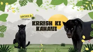 Krrish the Black Jaguar | Vantara ke Superstars