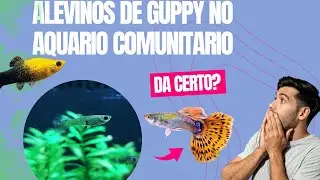 Posso deixar os alevinos de Guppy Lebiste no Aquario Comunit&aacute;rio?