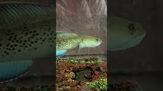 Channa Stewartii
