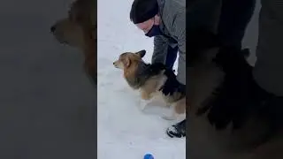 Креативные способы почистить задницу вашей собаки #корги #собаки