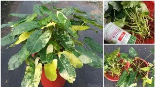 Propagate Philodendron burle marx variegated (12/10/2021): Choose stems for cuttings